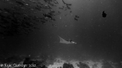 Manta by Kyle Castelyn 